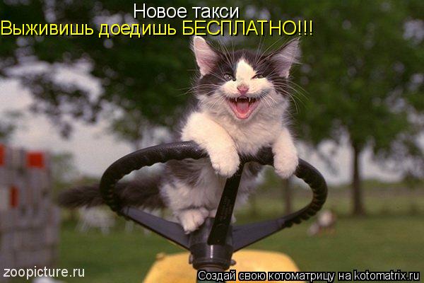 Новое такси Выживишь доедишь БЕСПЛАТНО!!!... Котоматрица: Новое такси Выживишь доедишь БЕСПЛАТНО!!!