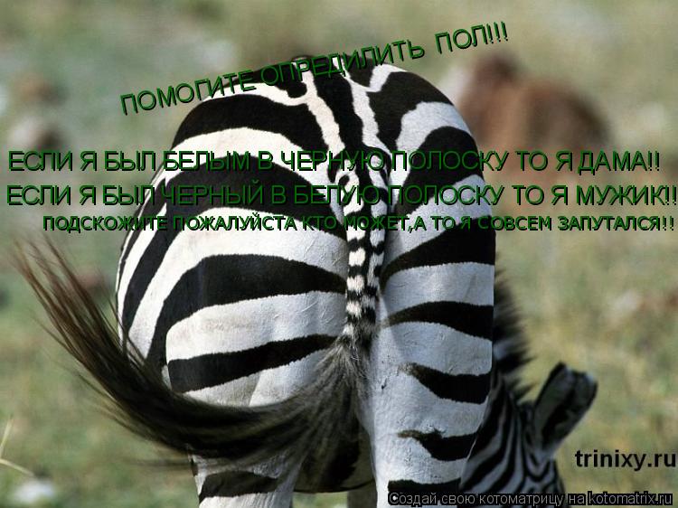ПОМОГИТЕ ОПРЕДИЛИТЬ ПОЛ!!! ЕСЛИ Я БЫЛ БЕЛЫМ В ЧЕРНУЮ ПОЛОСКУ ТО Я ДАМА!! ЕСЛИ Я БЫЛ ЧЕРНЫЙ В БЕЛУЮ ... Котоматрица: ПОМОГИТЕ ОПРЕДИЛИТЬ ПОЛ!!! ЕСЛИ Я БЫЛ БЕЛЫМ В ЧЕРНУЮ ПОЛОСКУ ТО Я ДАМА!! ЕСЛИ Я БЫЛ ЧЕРНЫЙ В БЕЛУЮ ПОЛОСКУ ТО Я МУЖИК!! ПОДСКОЖИТЕ ПОЖАЛУЙСТА