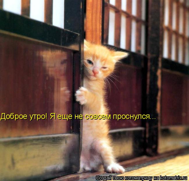 Котоматрица: Доброе утро! Я еще не совсем проснулся...