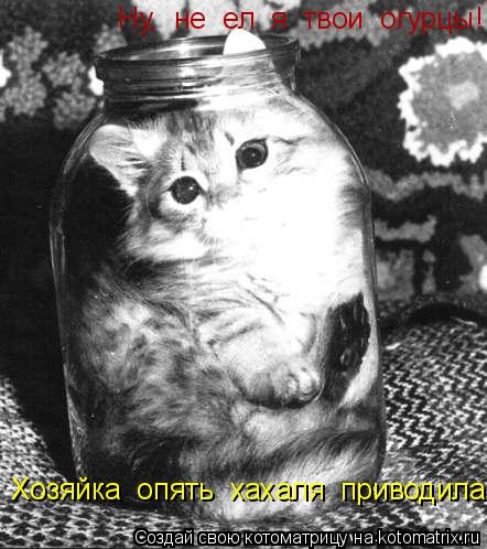 Котоматрица: Ну,  не  ел  я  твои  огурцы! Хозяйка  опять  хахаля  приводила.