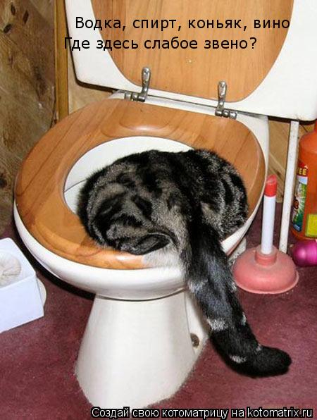 Водка, спирт, коньяк, вино Где здесь слабое звено?... Котоматрица: Водка, спирт, коньяк, вино Где здесь слабое звено?