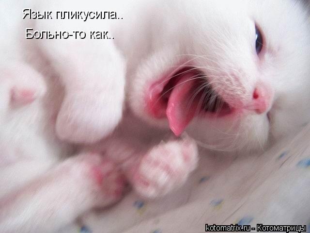Язык пликусила.. Больно-то как..... Котоматрица: Язык пликусила.. Больно-то как..