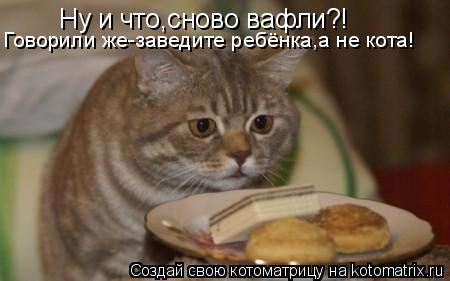 Котоматрица: Ну и что,сново вафли?!  гОВОРИЛ ЖЕ! зАВЕДИТЕ Говорили же-заведите ребёнка,а не кота!