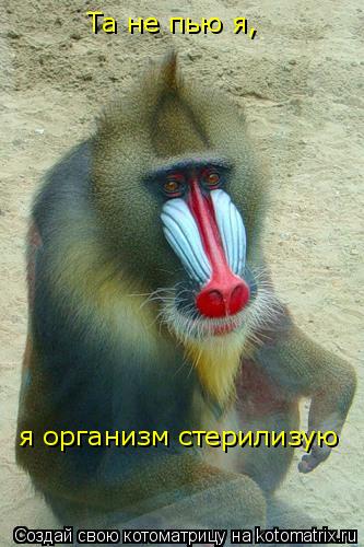 Та не пью я, я организм стерилизую... Котоматрица: Та не пью я, я организм стерилизую