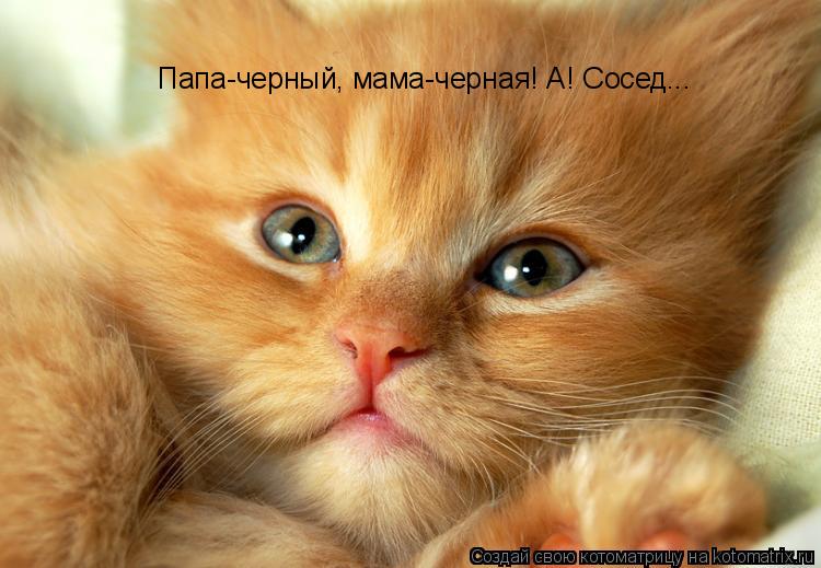 Папа-черный, мама-черная! А! Сосед...... Котоматрица: Папа-черный, мама-черная! А! Сосед...