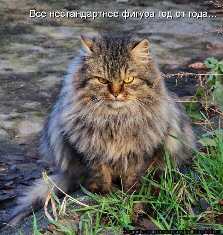 Все нестандартнее фигура год от года...... Котоматрица: Все нестандартнее фигура год от года...