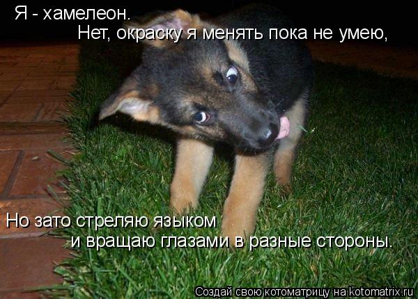 Я - хамелеон. Нет, окраску я менять пока не умею, Но зато стреляю языком и вращаю глазами в разные с... Котоматрица: Я - хамелеон. Нет, окраску я менять пока не умею, Но зато стреляю языком и вращаю глазами в разные стороны.