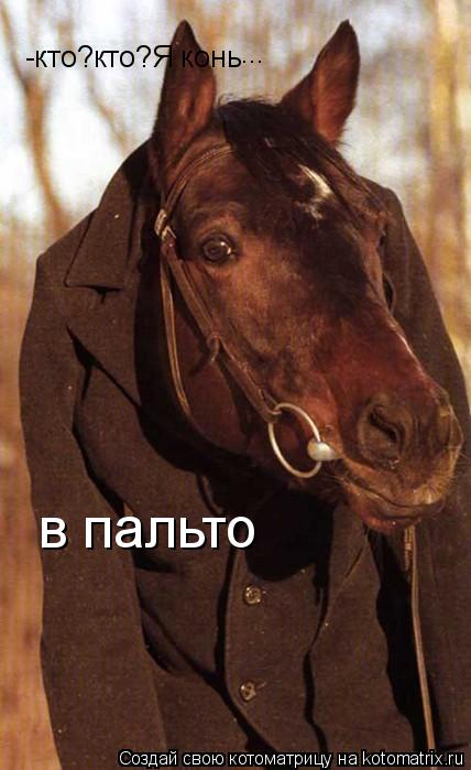 -кто?кто?Я конь ... в пальто... Котоматрица: -кто?кто?Я конь ... в пальто
