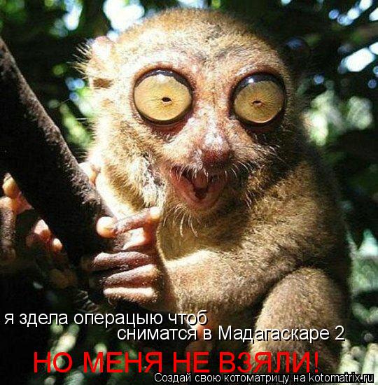 Котоматрица: я здела операцыю чтоб  сниматся в Мадагаскаре 2 НО МЕНЯ НЕ ВЗЯЛИ!