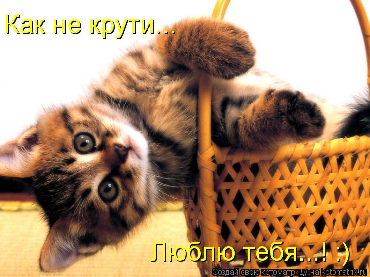 Как не крути... Люблю тебя...! :)... Котоматрица: Как не крути... Люблю тебя...! :)