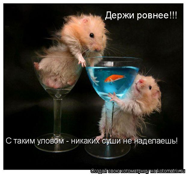 С таким уловом - никаких суши не наделаешь! Держи ровнее!!!... Котоматрица: С таким уловом - никаких суши не наделаешь! Держи ровнее!!!