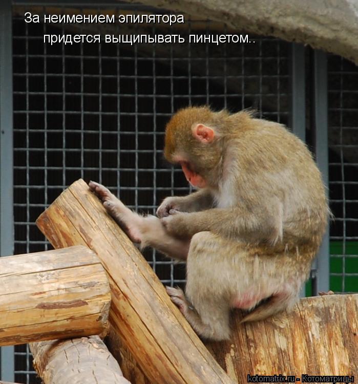 За неимением эпилятора придется выщипывать пинцетом..... Котоматрица: За неимением эпилятора придется выщипывать пинцетом..