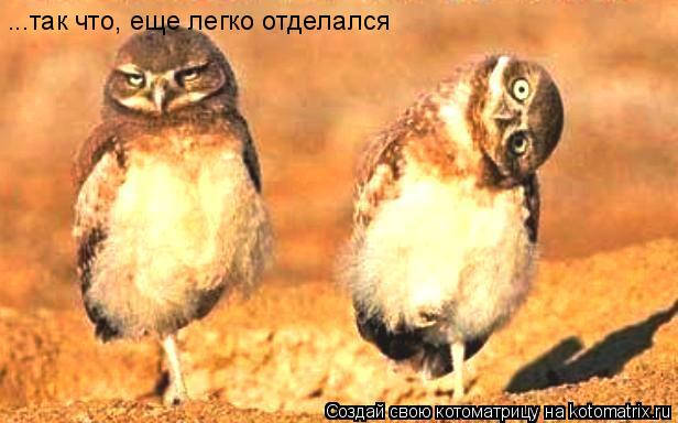 ...так что, еще легко отделался... Котоматрица: ...так что, еще легко отделался