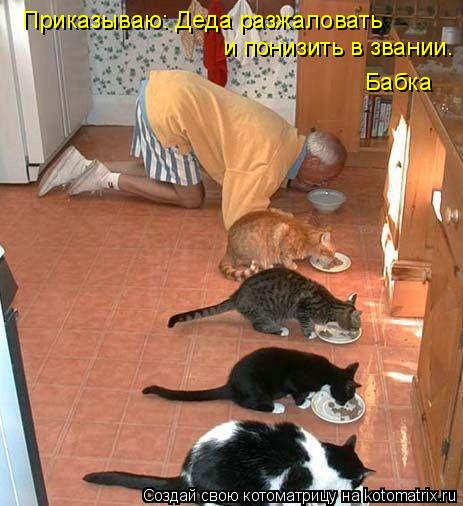 Приказываю: Деда разжаловать и понизить в звании. Бабка... Котоматрица: Приказываю: Деда разжаловать и понизить в звании. Бабка