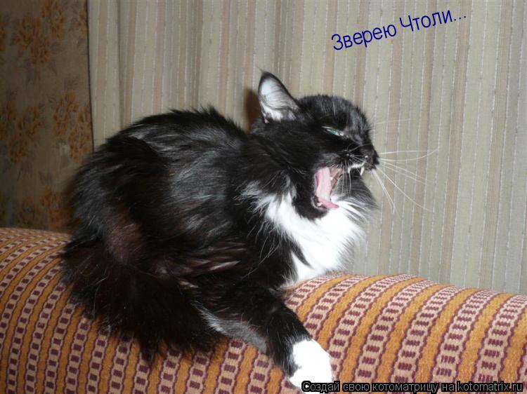Зверею Чтоли...... Котоматрица: Зверею Чтоли...