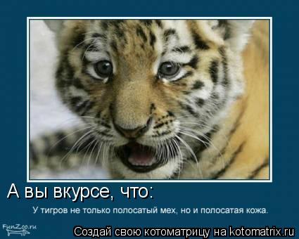 Котоматрица: А вы вкурсе, что:
