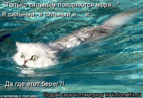 "Только сильным покоряются моря..." Я сильный, я сильный,я....,я..... Да где этот берег?!... Котоматрица: "Только сильным покоряются моря..." Я сильный, я сильный,я....,я..... Да где этот берег?!