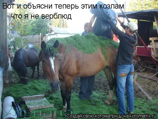 Вот и объясни теперь этим козлам что я не верблюд... Котоматрица: Вот и объясни теперь этим козлам что я не верблюд