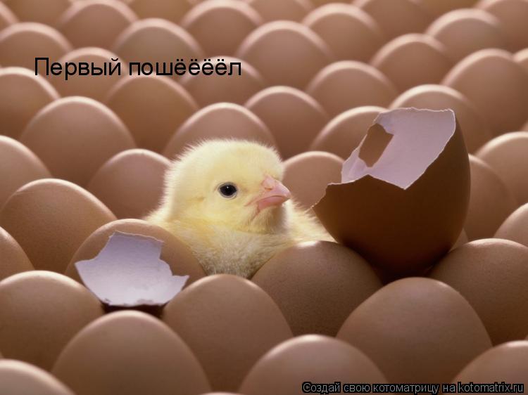 Первый пошёёёёл... Котоматрица: Первый пошёёёёл