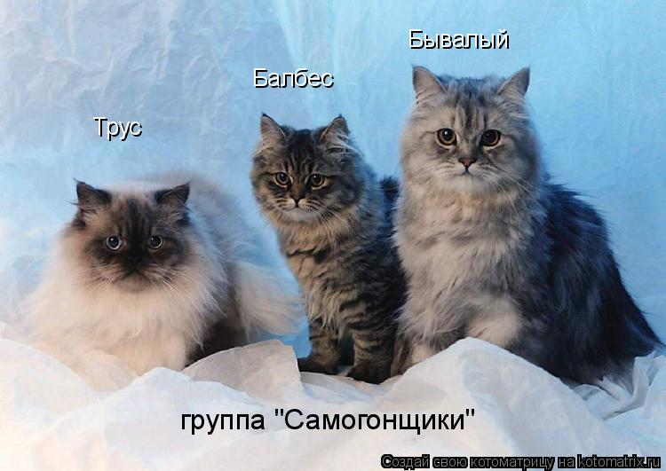 Трус Балбес Бывалый группа "Самогонщики"... Котоматрица: Трус Балбес Бывалый группа "Самогонщики"