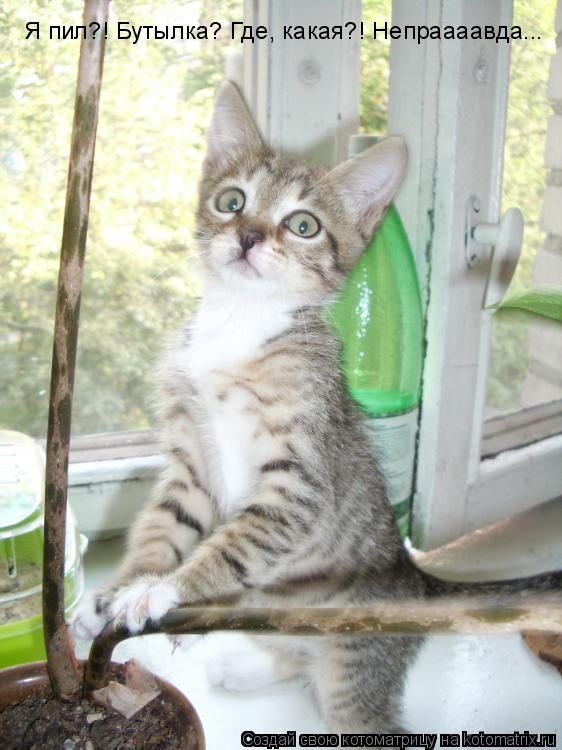Котоматрица: Я пил?! Бутылка? Где, какая?! Непраааавда...