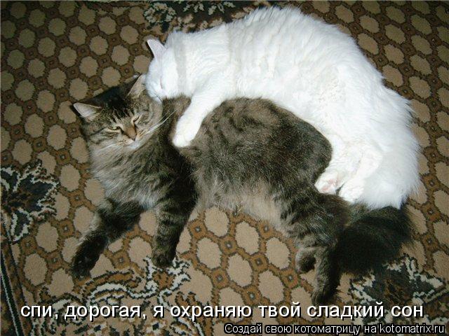 Котоматрица: спи, дорогая, я охраняю твой сладкий сон