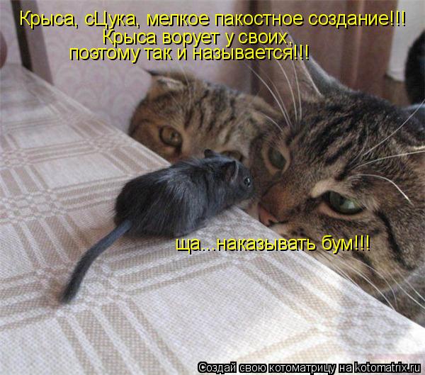 Крыса, сЦука, мелкое пакостное создание!!! Крыса ворует у своих, поэтому так и называется!!! ща...на... Котоматрица: Крыса, сЦука, мелкое пакостное создание!!! Крыса ворует у своих, поэтому так и называется!!! ща...наказывать бум!!!