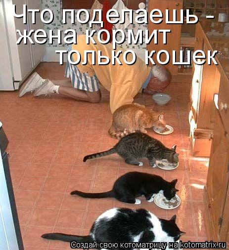Что поделаешь - жена кормит только кошек... Котоматрица: Что поделаешь - жена кормит только кошек