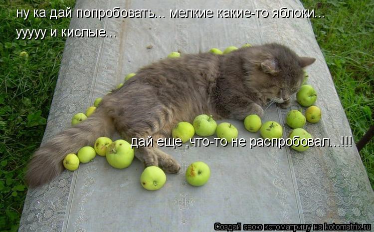 ну ка дай попробовать... мелкие какие-то яблоки... ууууу и кислые... дай еще ,что-то не распробовал.... Котоматрица: ну ка дай попробовать... мелкие какие-то яблоки... ууууу и кислые... дай еще ,что-то не распробовал...!!!