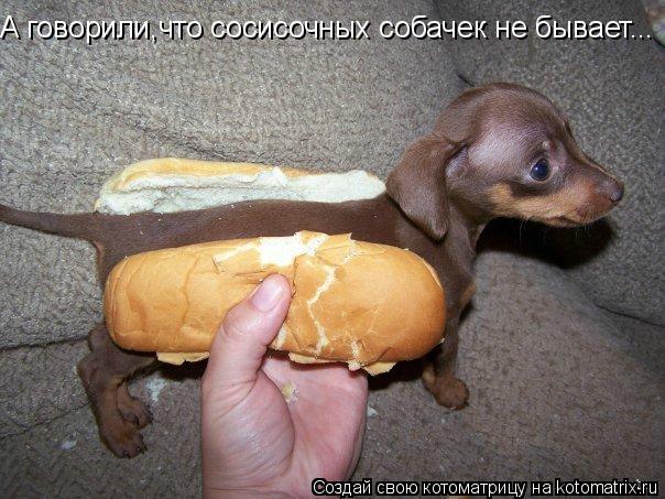 А говорили,что сосисочных собачек не бывает...... Котоматрица: А говорили,что сосисочных собачек не бывает...