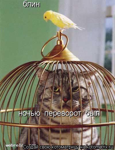 блин ночью переворот был... Котоматрица: блин ночью переворот был