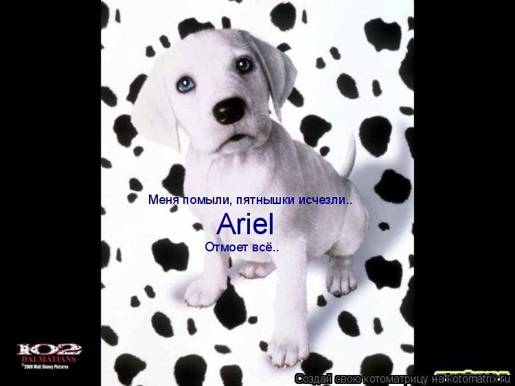 Меня помыли, пятнышки исчезли.. Ariel Отмоет всё..... Котоматрица: Меня помыли, пятнышки исчезли.. Ariel Отмоет всё..