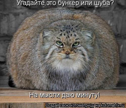 Угадайте,это бункер или шуба? На мысли даю минуту!... Котоматрица: Угадайте,это бункер или шуба? На мысли даю минуту!