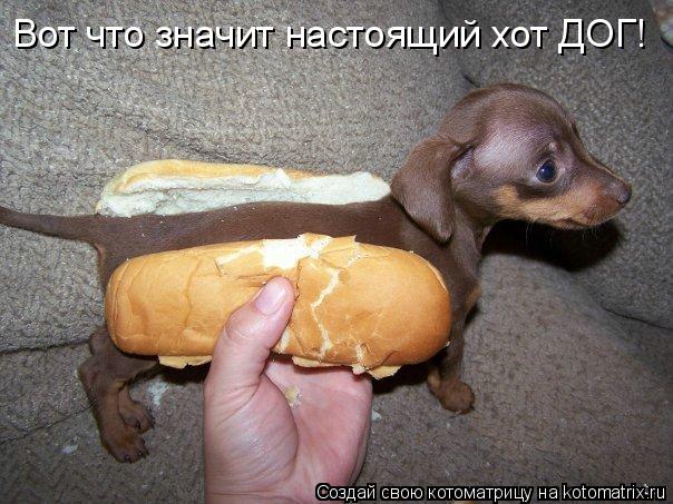 Вот что значит настоящий хот ДОГ!... Котоматрица: Вот что значит настоящий хот ДОГ!