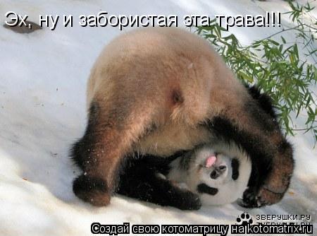 Эх, ну и забористая эта трава!!!... Котоматрица: Эх, ну и забористая эта трава!!!