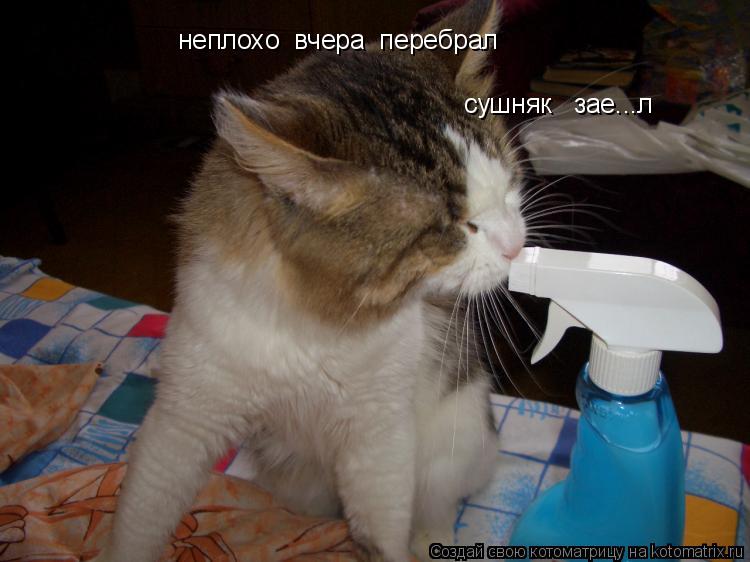 неплохо вчера перебрал сушняк зае...л... Котоматрица: неплохо вчера перебрал сушняк зае...л