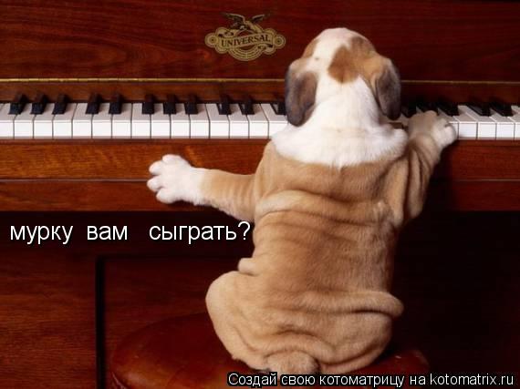 мурку вам сыграть?... Котоматрица: мурку вам сыграть?