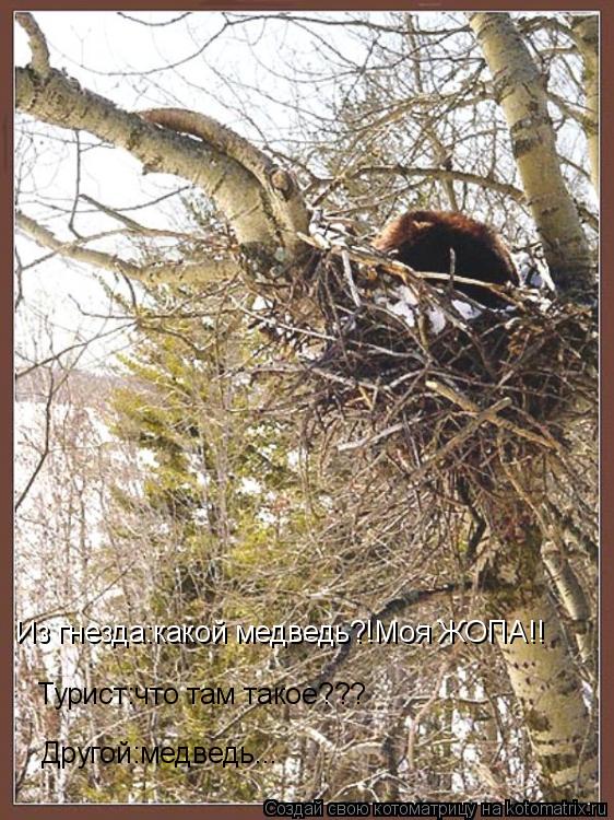 Турист:что там такое??? Другой:медведь... Из гнезда:какой медведь?!Моя ЖОПА!!... Котоматрица: Турист:что там такое??? Другой:медведь... Из гнезда:какой медведь?!Моя ЖОПА!!