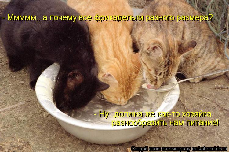 Котоматрица: - Ммммм...а почему все фрикадельки разного размера? - Ну...должна же как-то хозяйка  разнообразить нам питание!