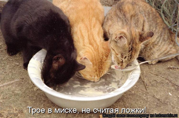 Трое в миске, не считая ложки!... Котоматрица: Трое в миске, не считая ложки!