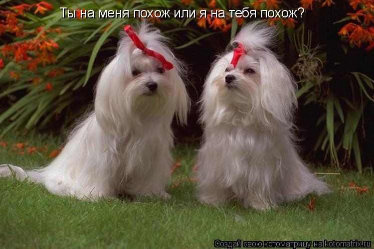 Котоматрица: Ты на меня похож или я на тебя похож?