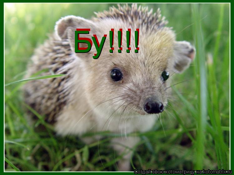 Бу!!!! Бу!!!!... Котоматрица: Бу!!!! Бу!!!!