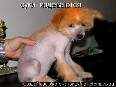 суки издеваются... Котоматрица: суки издеваются