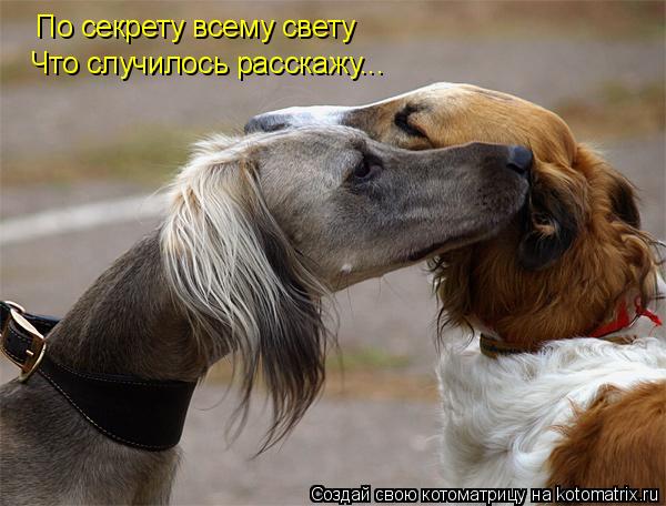 По секрету всему свету Что случилось расскажу...... Котоматрица: По секрету всему свету Что случилось расскажу...