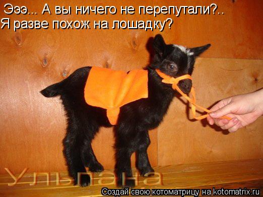 Эээ... А вы ничего не перепутали?.. Я разве похож на лошадку?... Котоматрица: Эээ... А вы ничего не перепутали?.. Я разве похож на лошадку?