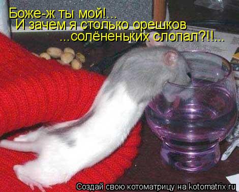 Боже-ж ты мой!... И зачем я столько орешков ...солёненьких слопал?!!...... Котоматрица: Боже-ж ты мой!... И зачем я столько орешков ...солёненьких слопал?!!...