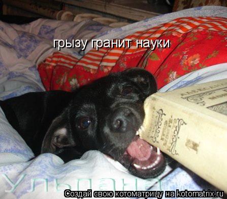 грызу гранит науки... Котоматрица: грызу гранит науки