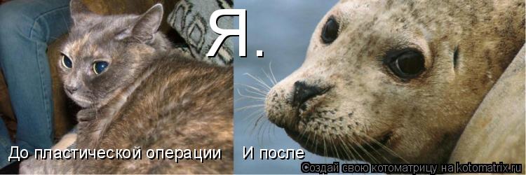 Я. До пластической операции И после... Котоматрица: Я. До пластической операции И после