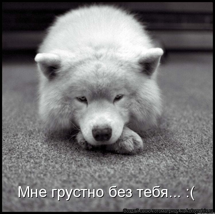 Котоматрица: Мне грустно без тебя... :(