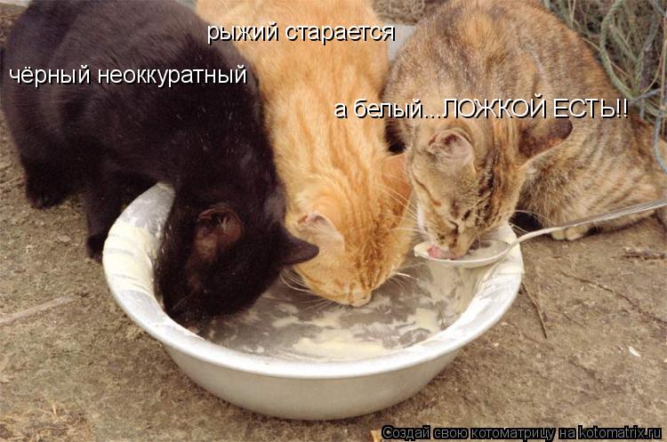 чёрный неоккуратный рыжий старается а белый...ЛОЖКОЙ ЕСТЬ!!... Котоматрица: чёрный неоккуратный рыжий старается а белый...ЛОЖКОЙ ЕСТЬ!!